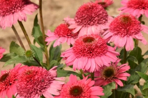 Echinacea 'Coral Cranberry' New 2026